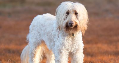 Labradoodles mostly poodle, study suggests